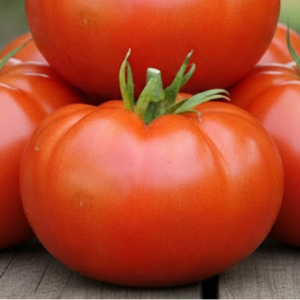 Томат "Гордость сибири"