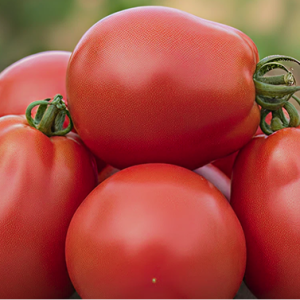 Томат "Пузата Хата"