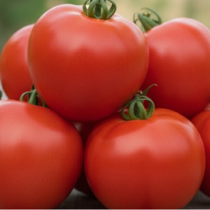Томат "Спрут"
