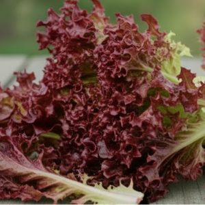 Салат "Лолло Росса"