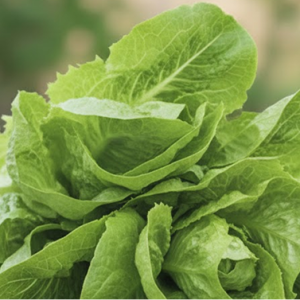 Салат "Московский парниковый"