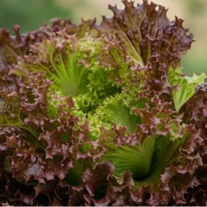 Салат "Гранатовые кружева"