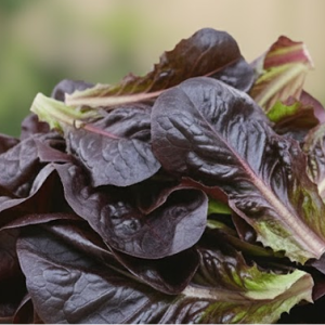 Салат "Гоген"