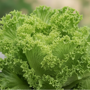 Салат "Батавия"