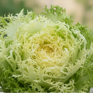 Салат "Фризе"