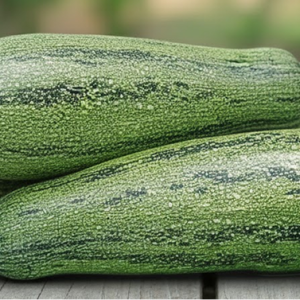 Кабачок "Куанд"