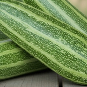 Кабачок "Полосатик"